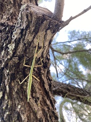 Megaphasma denticrus