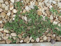 Amaranthus polygonoides