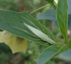 Oecanthus argentinus