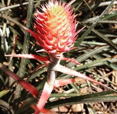 Bromelia balansae