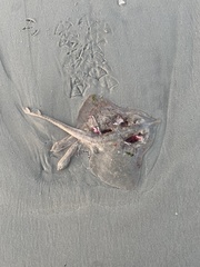 Rostroraja eglanteria