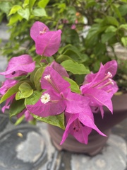Bougainvillea spectabilis