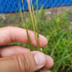 Andropogon