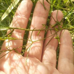 Tagetes