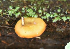 Tricholomopsis decora