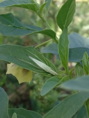 Oecanthus argentinus