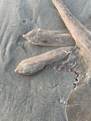 Rostroraja eglanteria