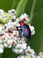 Asopinae