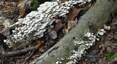 Trametes pubescens