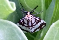 Utetheisa okinawensis