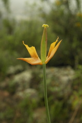 Calochortus