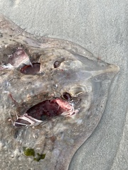 Rostroraja eglanteria