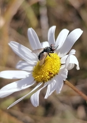 Leucostoma