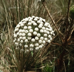 Paepalanthus chiquitensis