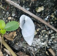 Bulimulus guadalupensis