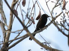 Icterus pyrrhopterus