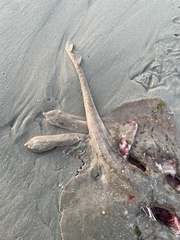 Rostroraja eglanteria