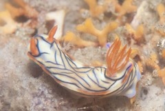 Hypselodoris nigrostriata