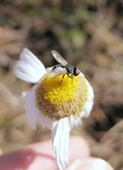 Leucostoma