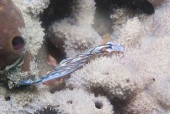 Hypselodoris nigrostriata