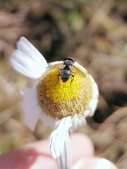 Leucostoma