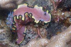 Glossodoris bonwanga