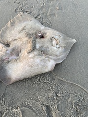 Rostroraja eglanteria