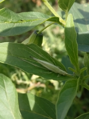 Oecanthus argentinus