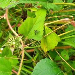 Condylostylus occidentalis