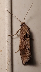 Pelochrista similiana