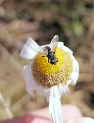 Leucostoma