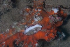 Muricidae