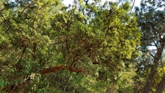 Comarostaphylis glaucescens