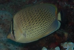 Chaetodon guttatissimus