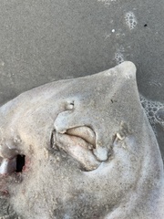 Rostroraja eglanteria