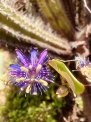 Passiflora subrotunda