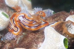 Hypselodoris regina