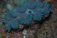 Tridacna