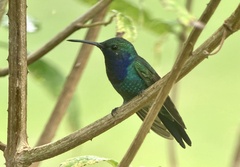 Chrysuronia coeruleogularis