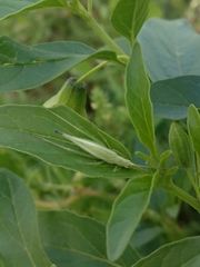 Oecanthus argentinus