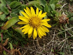 Grindelia stricta
