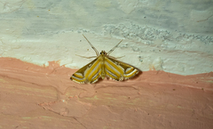 Eoophyla