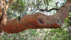 Comarostaphylis glaucescens