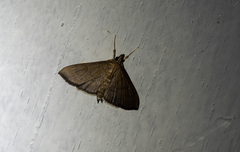 Pyraustinae
