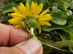 Grindelia stricta