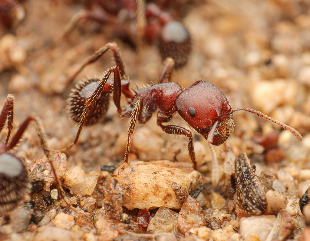 Pogonomyrmex barbatus × rugosus