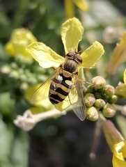 Syrphus ribesii