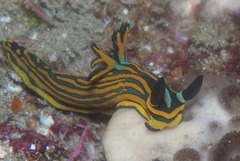 Tambja affinis