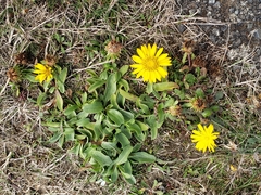 Grindelia stricta