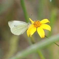 Pieris rapae rapae